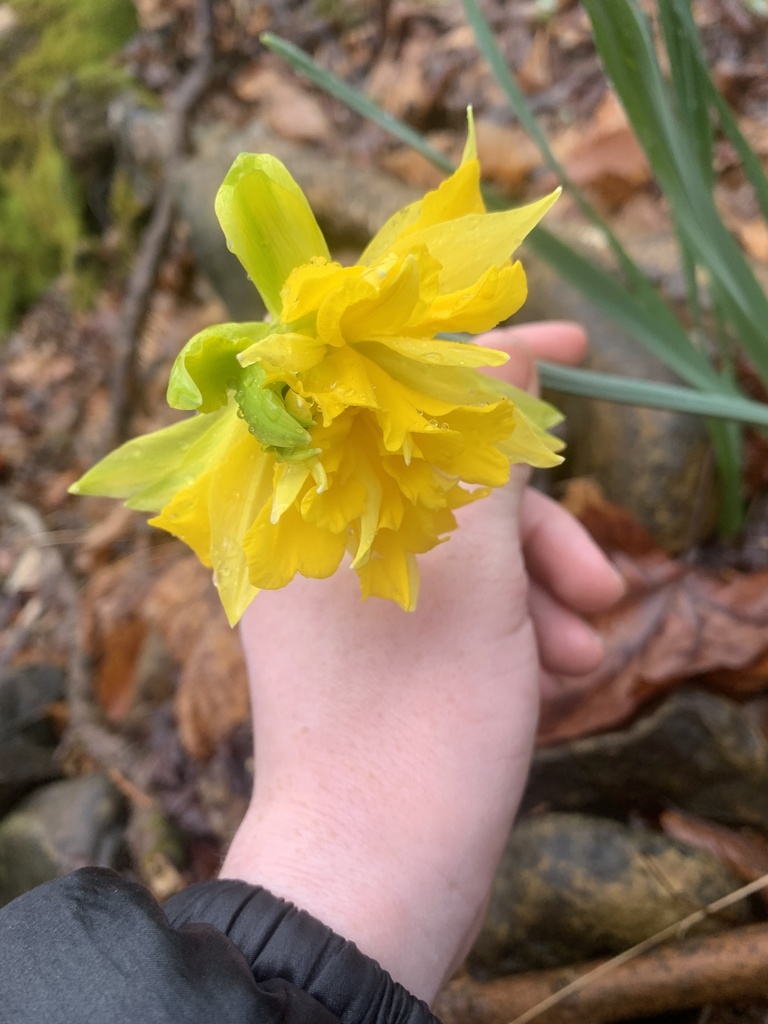 daffodils from PA-381, Rector, PA, US on April 09, 2022 at 10:17 AM by ...