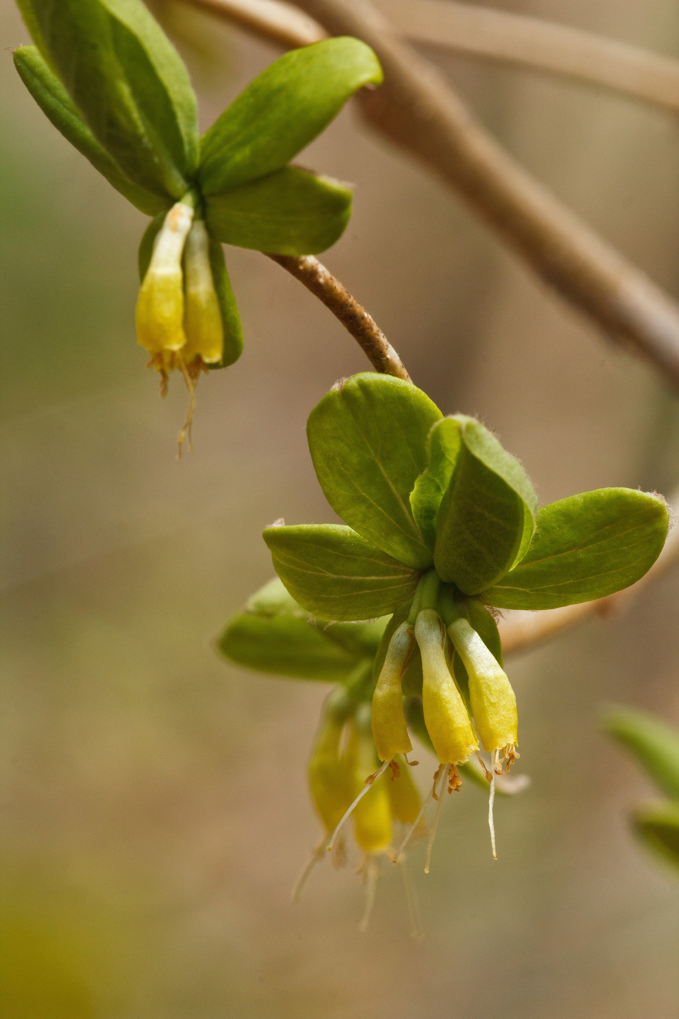 Dirca palustris