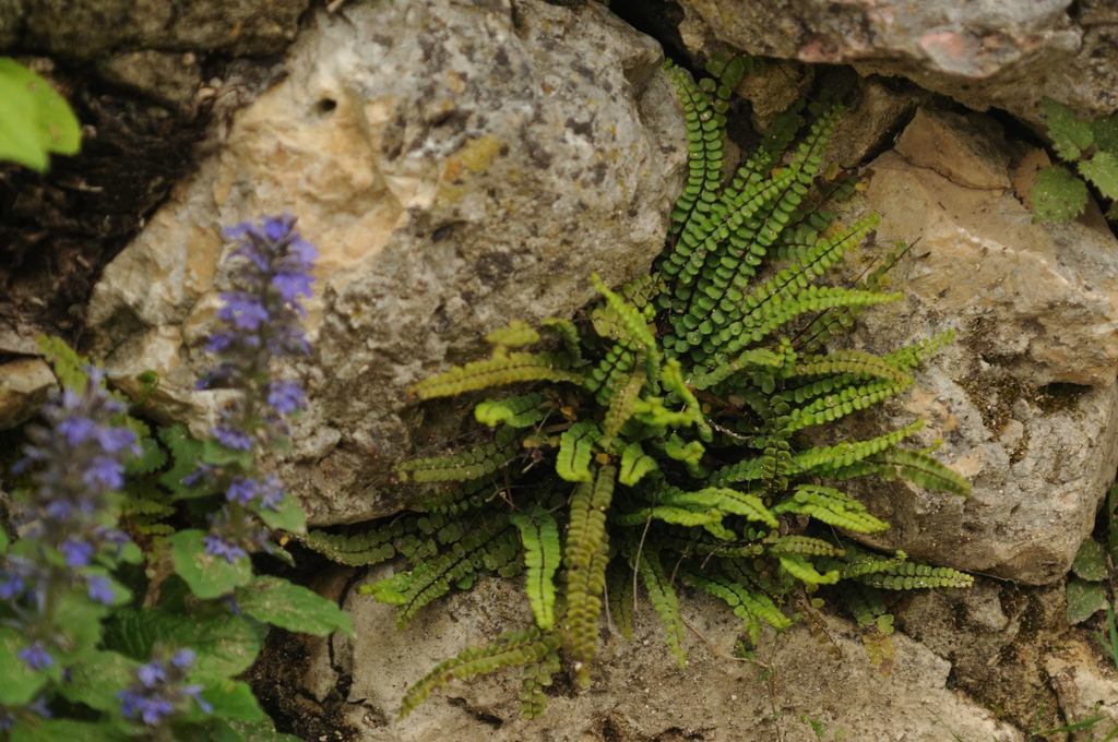Asplenium trichomanes from 72534 Hayingen, Germany on 2018년 05월 20일 (일) at 03:26 오후 by Jeremy Barker · iNaturalist... 