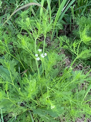 Bifora