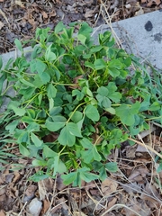 Medicago sativa