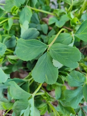 Medicago sativa