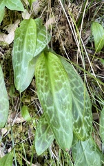 Erythronium citrinum