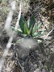Agave shawii