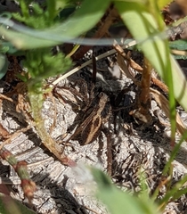 Alopecosa albofasciata