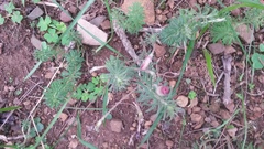 Oxalis hirta canescens