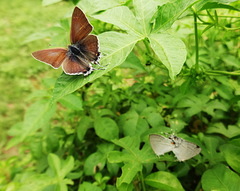 Hypolycaena philippus philippus