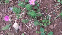 Oxalis hirta canescens