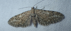 Eupithecia nanata