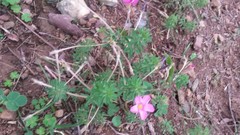 Oxalis hirta canescens
