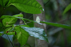 Gandaca harina distanti