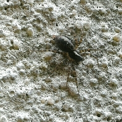 Textrix denticulata
