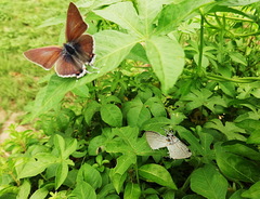 Hypolycaena philippus philippus