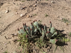 Opuntia basilaris