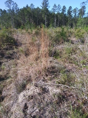 Andropogon brachystachyus
