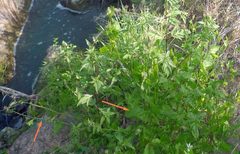 Atriplex prostrata latifolia