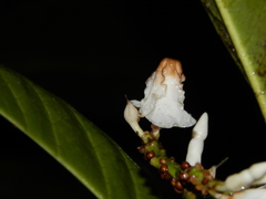 Tabernaemontana siphilitica