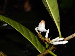 Tabernaemontana siphilitica