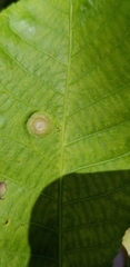 Phylloxera pilosula