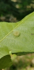 Phylloxera pilosula