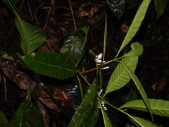 Tabernaemontana siphilitica