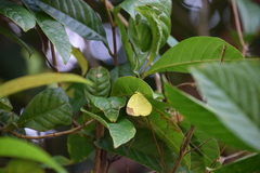 Eurema simulatrix tecmessa