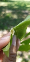 Phylloxera pilosula