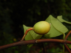 Lacmellea edulis