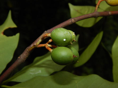 Lacmellea edulis