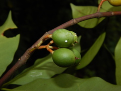Lacmellea edulis