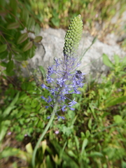 Scilla hyacinthoides