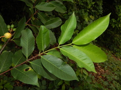 Lacmellea edulis