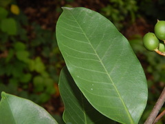 Lacmellea edulis