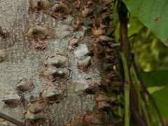 Lacmellea edulis