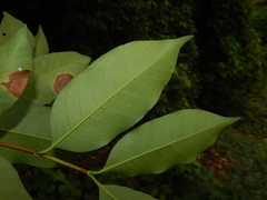 Lacmellea edulis