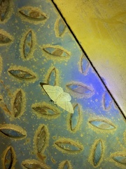 Adactylotis gesticularia