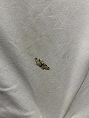 Eupithecia extremata