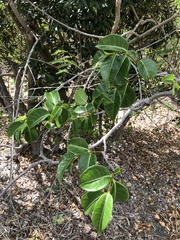 Hippomane mancinella