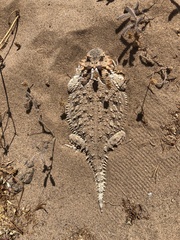 Phrynosoma coronatum