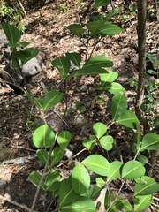 Erythroxylum brevipes