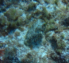 Chilomycterus antillarum