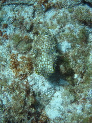 Chilomycterus antillarum