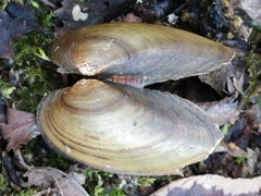 Unio pictorum