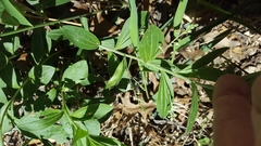 Ditaxis aphoroides