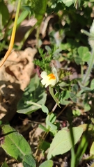 Linaria reflexa