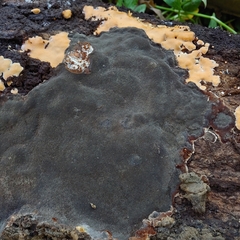 Pyrrhoderma nigra