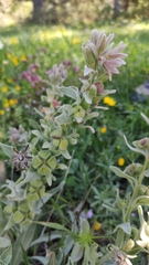 Cynoglossum columnae