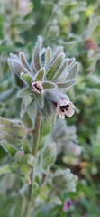 Cynoglossum columnae