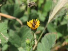 Anthophila