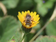 Anthophila
